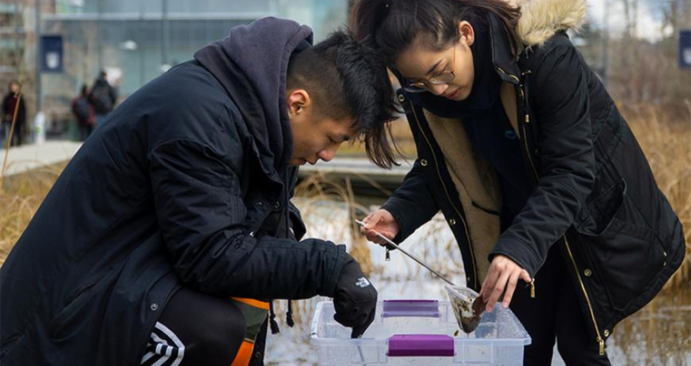 UBC students study invertebrates in the University Boulevard water feature