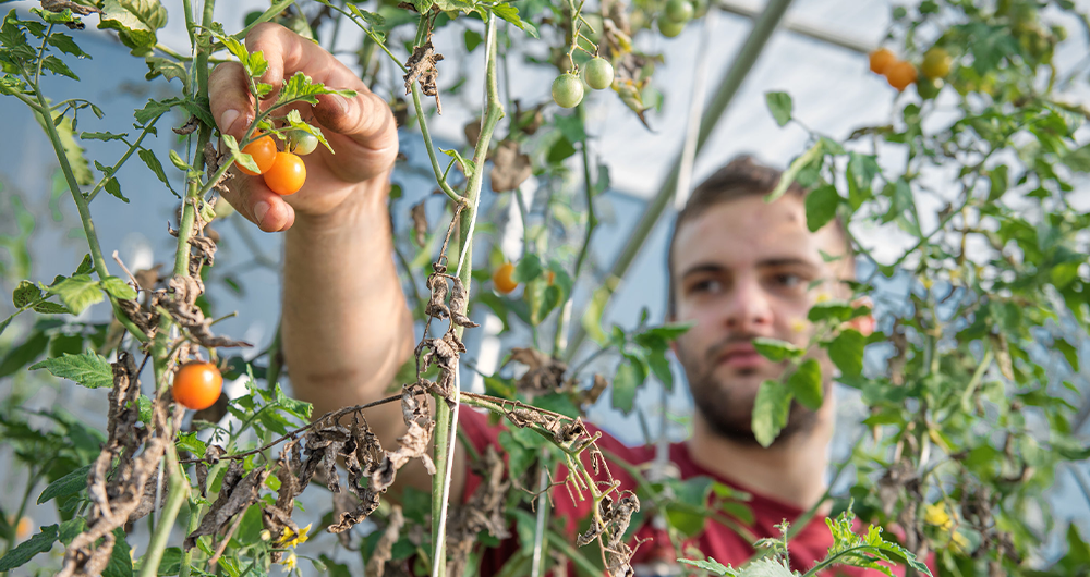 Tomato plants grown at the UBC Farm