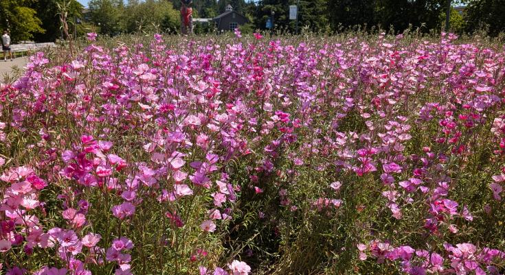 Pollinator meadow