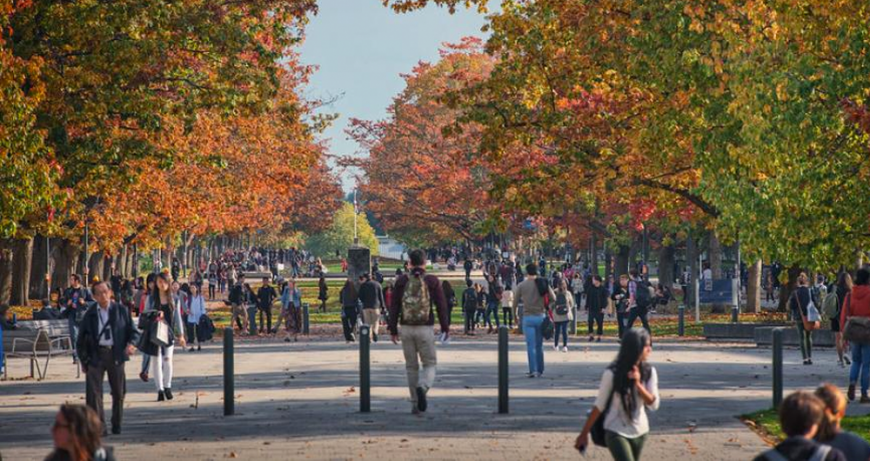 Walkway lined with trees, students walking