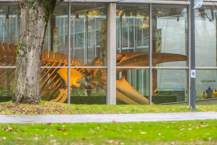 Blue whale skeleton at Beaty Biodiversity Museam