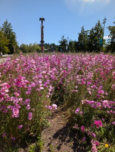 Pollinator meadow