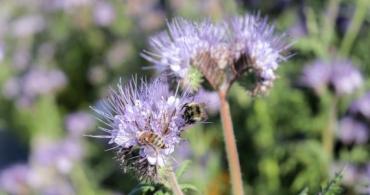 Bumblebee on flower