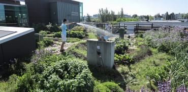 Nest rooftop garden