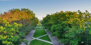 Stretch of grass and trees