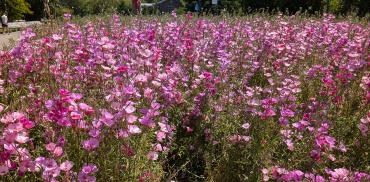 Pollinator meadow